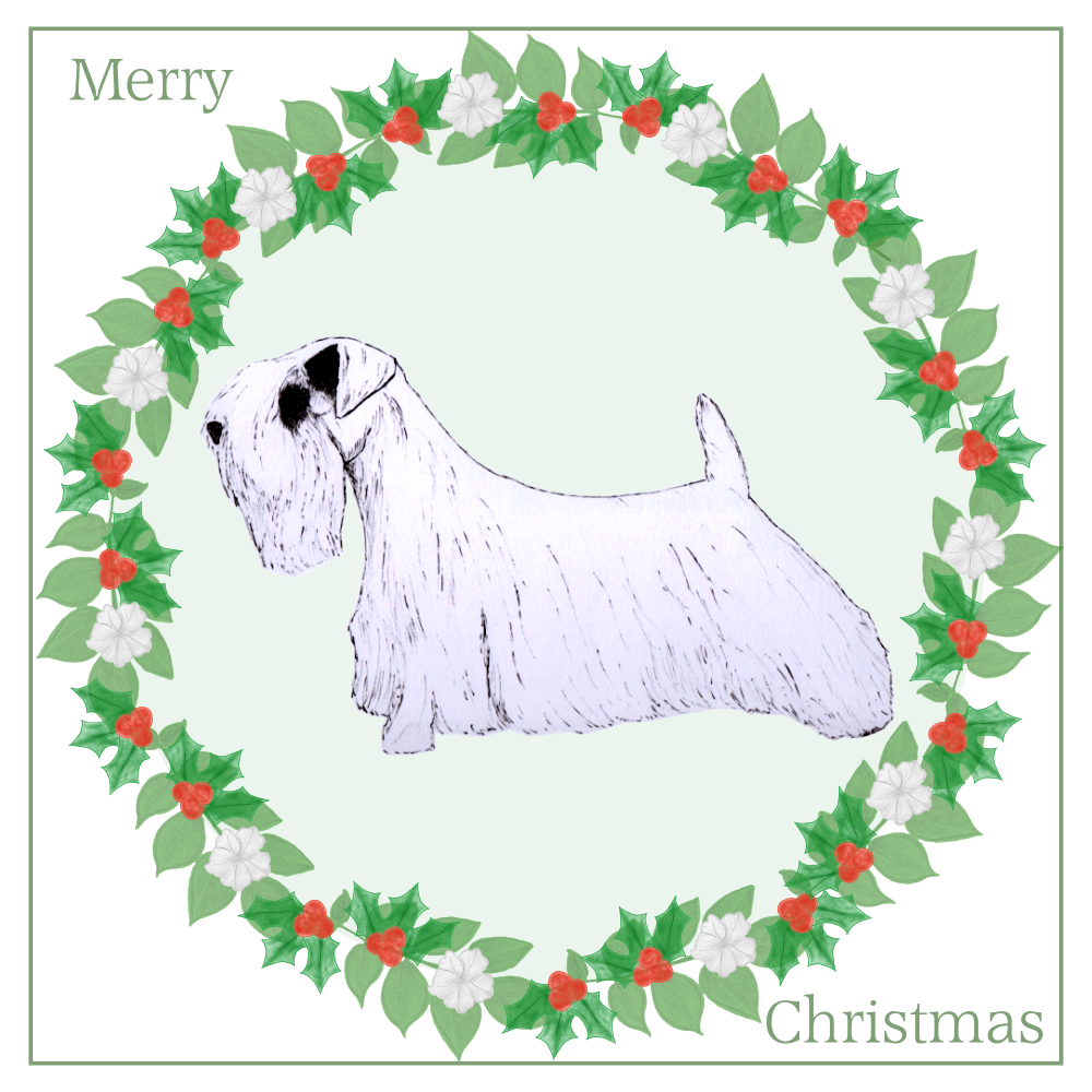 Sealyham Terrier Christmas Card Choice of 3 Card Designs Single or Multi Pack