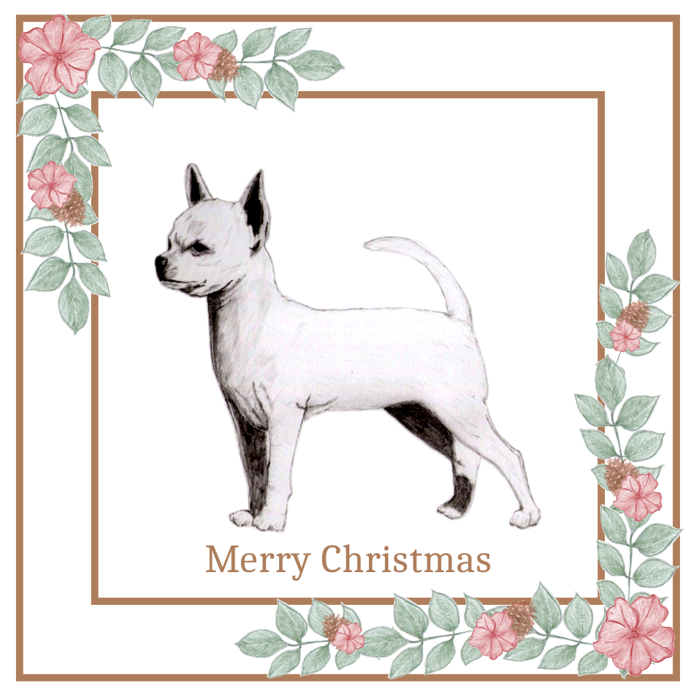 S/C Chihuahua Christmas Card Choice of 3 Card Designs Single or Multi Pack