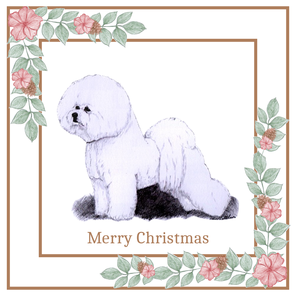 Bichon Frise Christmas Card Choice of 3 Card Designs Single or Multi Pack