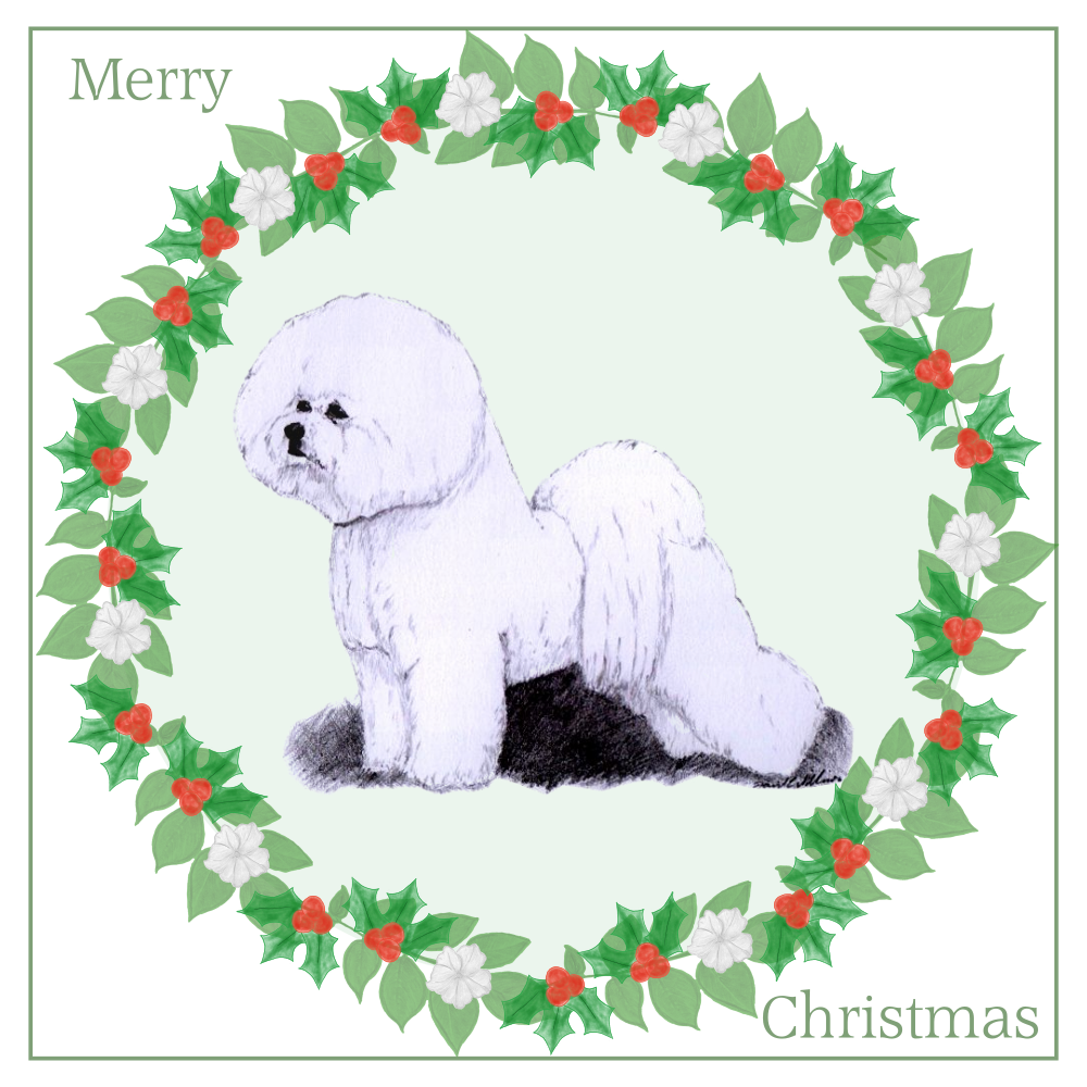 Bichon Frise Christmas Card Choice of 3 Card Designs Single or Multi Pack