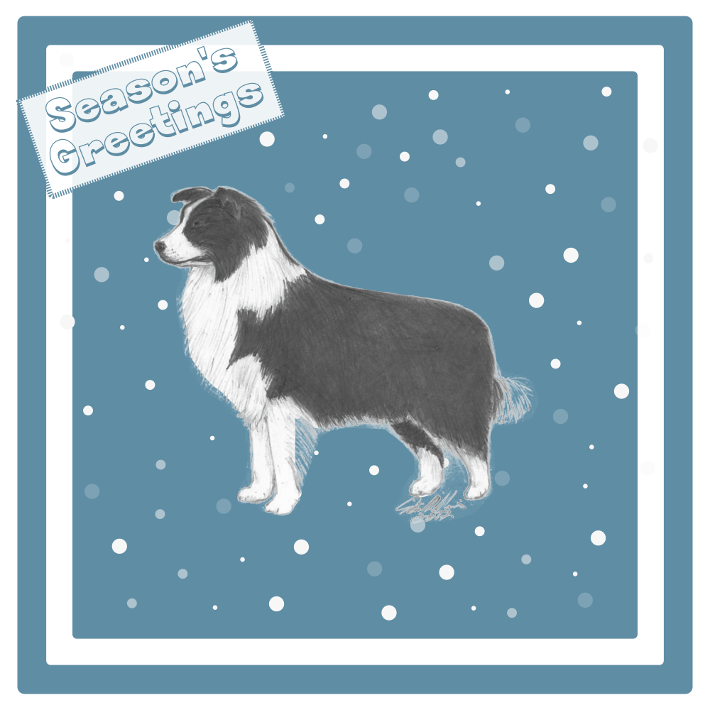 Border Collie Christmas Card Choice of 3 Card Designs Single or Multi Pack