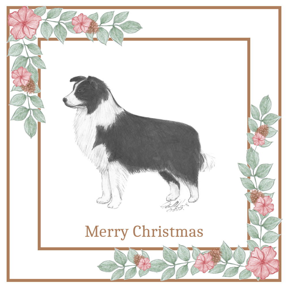 Border Collie Christmas Card Choice of 3 Card Designs Single or Multi Pack