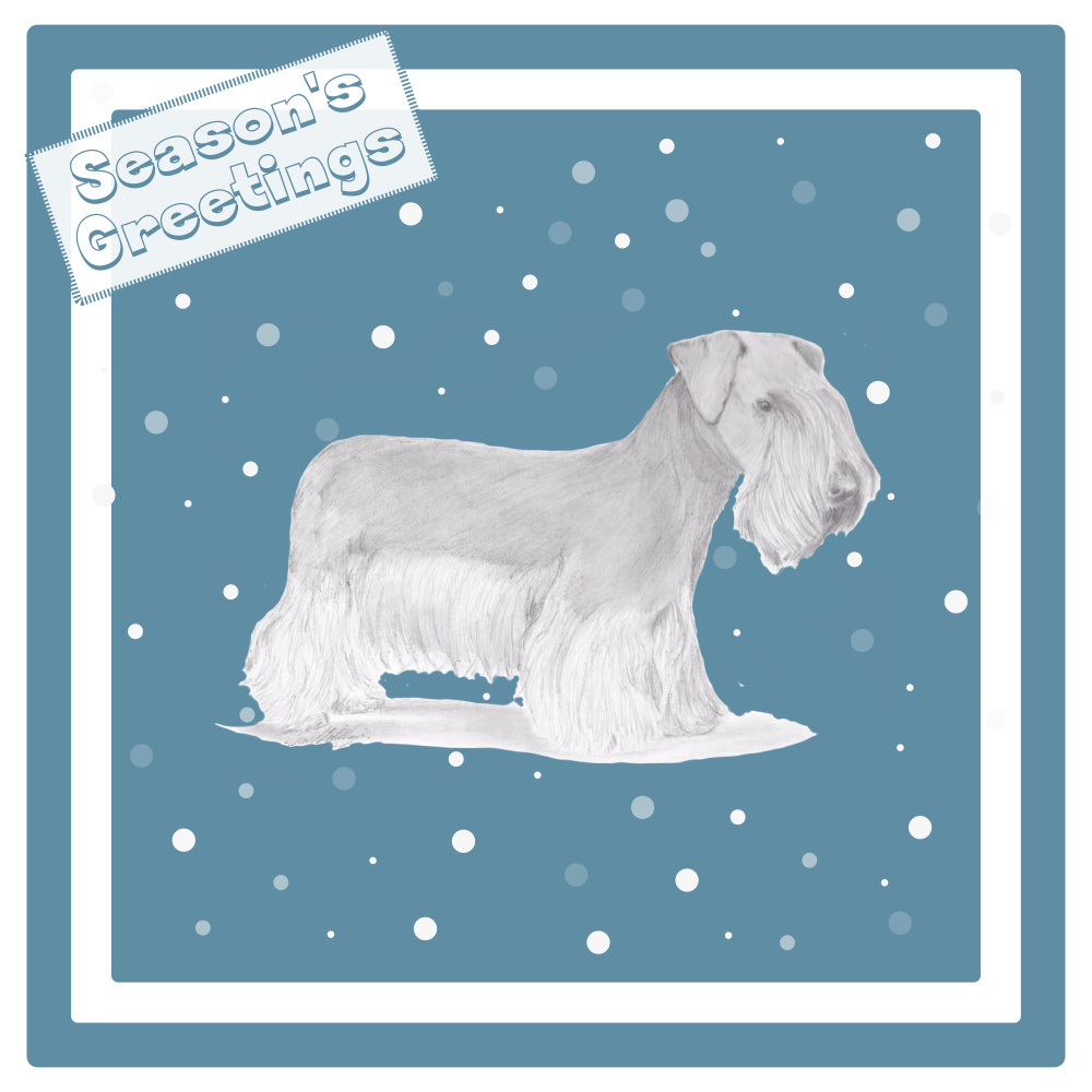 Cesky Terrier Christmas Card Choice of 3 Card Designs Single or Multi Pack