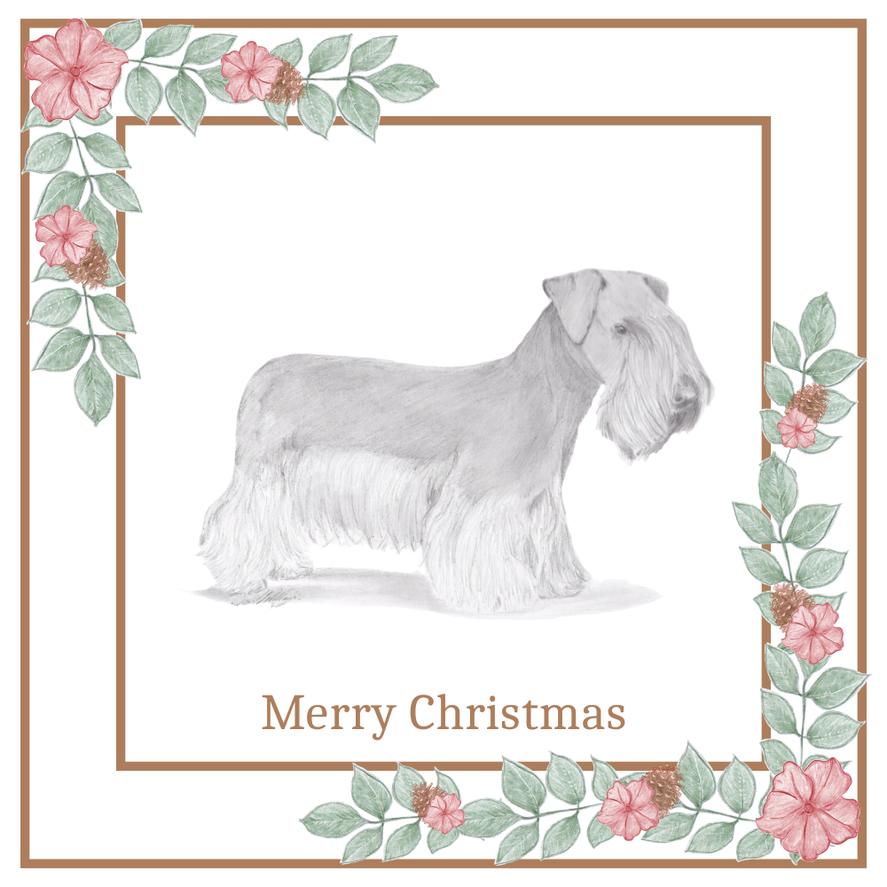 Cesky Terrier Christmas Card Choice of 3 Card Designs Single or Multi Pack