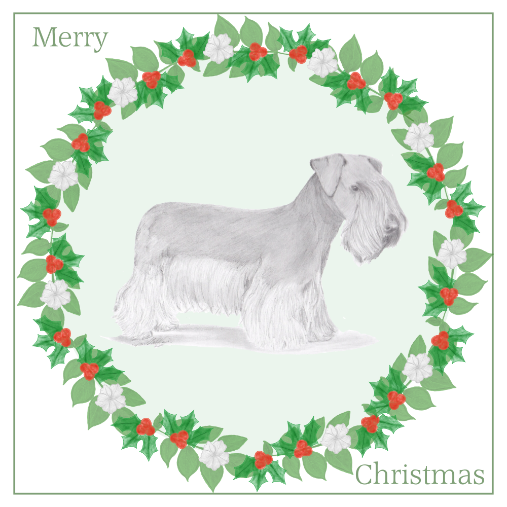 Cesky Terrier Christmas Card Choice of 3 Card Designs Single or Multi Pack