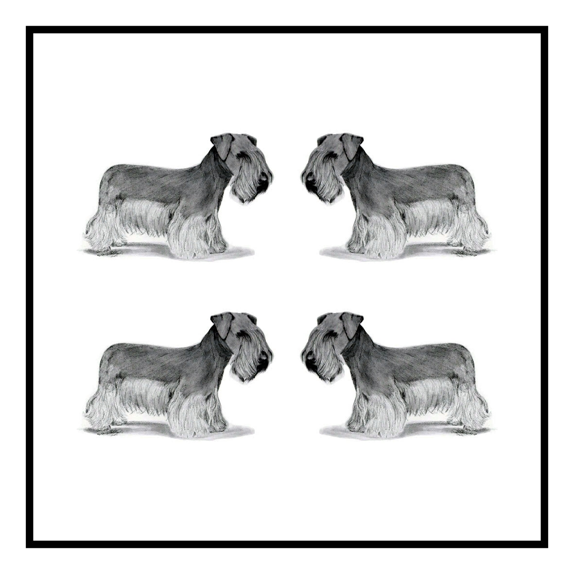 Cesky Terrier Greeting Card Choice of 6 Designs BIRTHDAY, THINKING OF YOU, BLANK