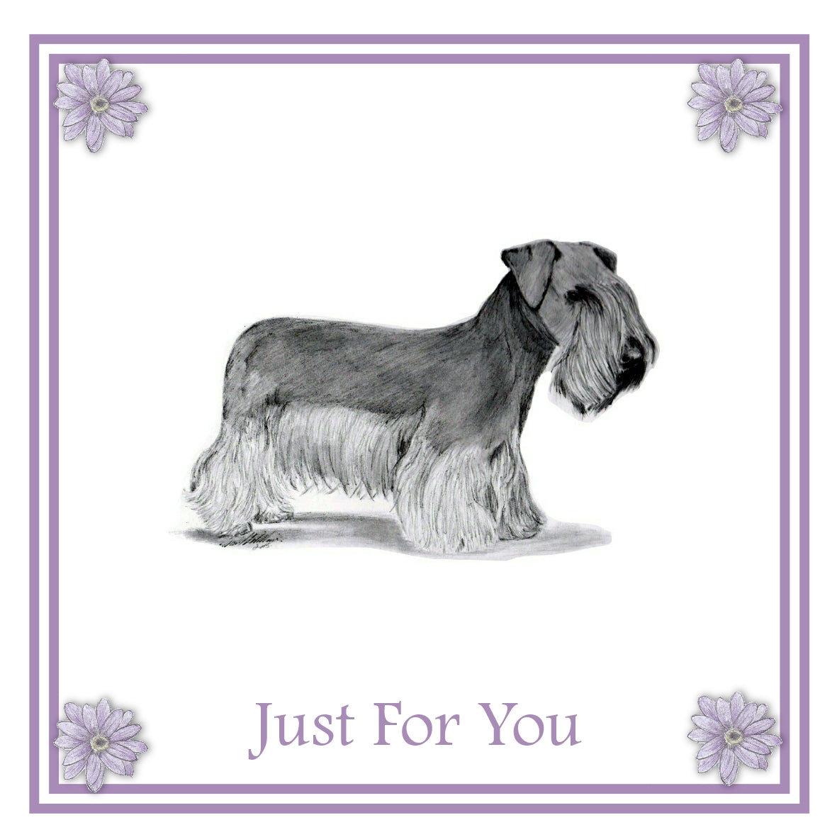 Cesky Terrier Greeting Card Choice of 6 Designs BIRTHDAY, THINKING OF YOU, BLANK