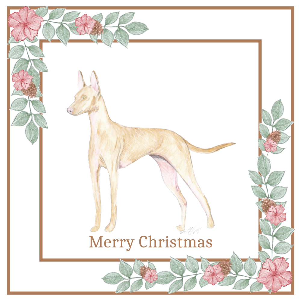 Cirnecco dell'Etna Christmas Card Choice of 3 Card Designs Single or Multi Pack
