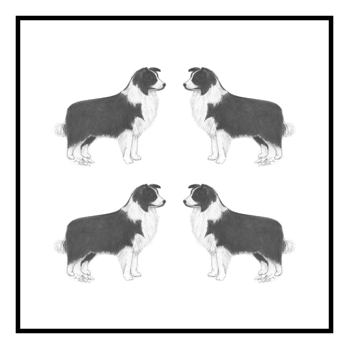 Border Collie Greeting Card Choice of 6 Designs BIRTHDAY, THINKING OF YOU, BLANK