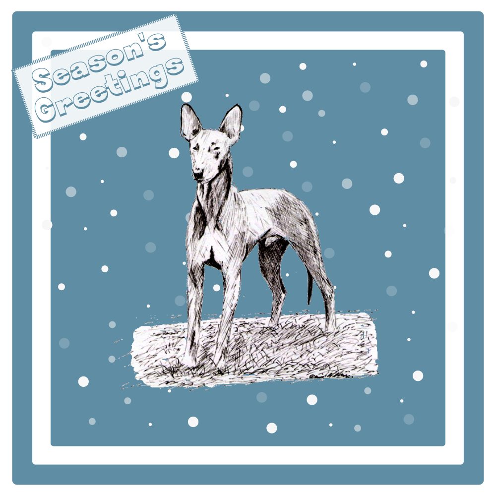 Pharaoh Hound Christmas Card Choice of 3 Card Designs Single or Multi Pack