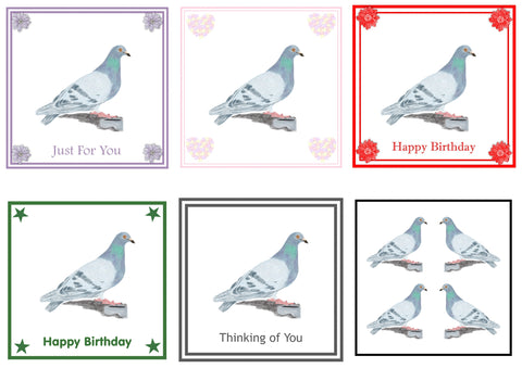 Pigeon Greeting Card Choice of 6 Designs BIRTHDAY, THINKING OF YOU, BLANK