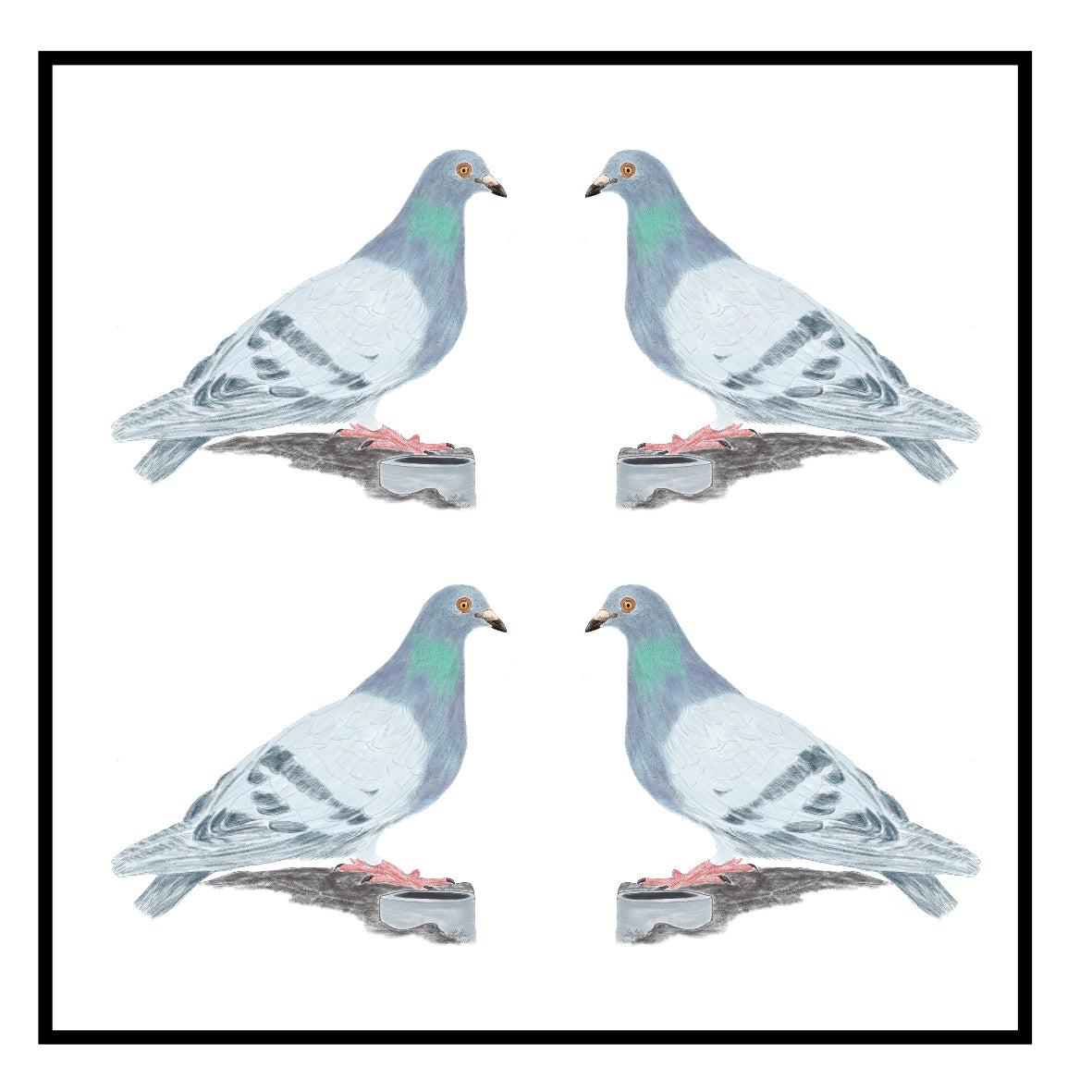 Pigeon Greeting Card Choice of 6 Designs BIRTHDAY, THINKING OF YOU, BLANK