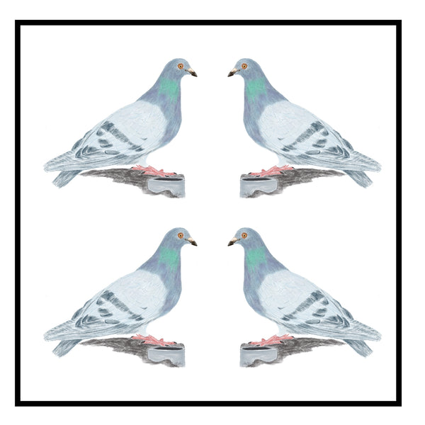 Pigeon Greeting Card Choice of 6 Designs BIRTHDAY, THINKING OF YOU, BLANK